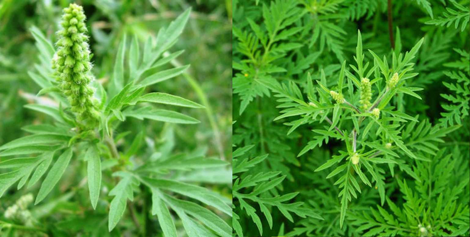 Небезпечний карантинний бур'ян -амброзія полинолиста